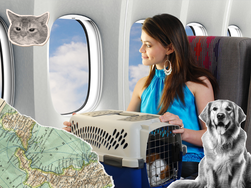 viajar con mascotas